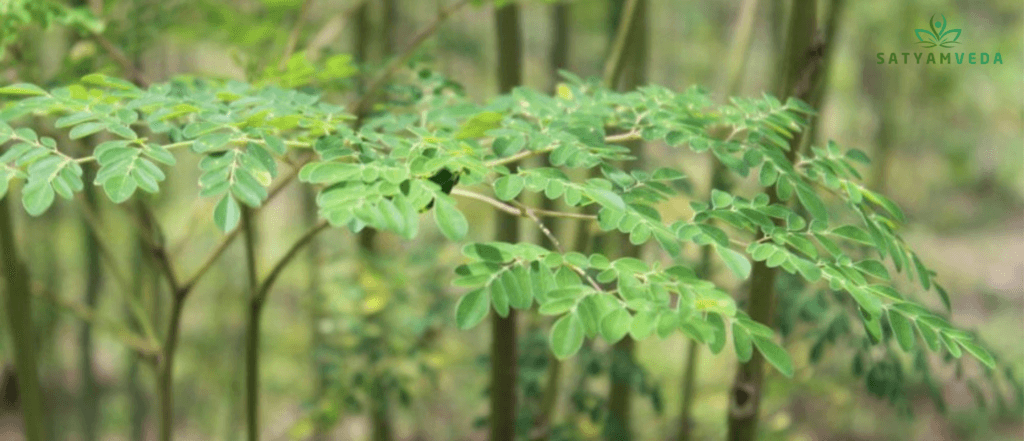SATYAMVEDA Moringa Powder