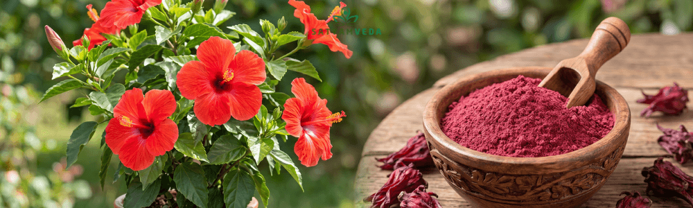 Hibiscu flower powder